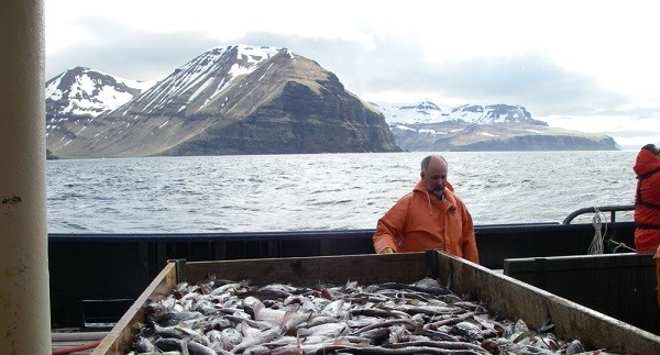 walleye-pollock-ak-noaa-photo